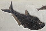 Wide Fossil Fish & Palm Mural - Green River Formation, Wyoming #174921-2